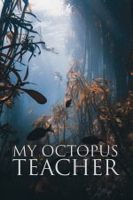 My Octopus Teacher Spanish Subtitle