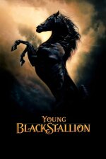 The Young Black Stallion Chinese BG Code Subtitle