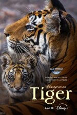 Tiger Hebrew Subtitle